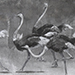 Satoshi Kawamata Gallery